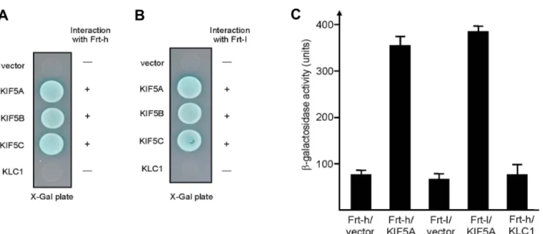 Fig.  2.  Interaction  between  KIF5A  and  Frt-h.  The  tail  region  of  each  KIF5  and  the  full  length  KLC1  were  fused  to  the  pLexA  DNA  binding  domain