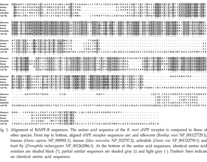 Fig.  1.  Alignment  of  BsNPF-R  sequences.  The  amino  acid  sequence  of  the  B.  mori  sNPF  receptor  is  compared  to  those  of  other  species