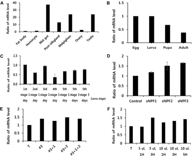 Fig.  3.  The  expression  level  of  BsNPF-R  mRNA.  Expression  BsNPF-R  mRNA  was  analyzed  from  the  various  tissues  of  silkworm  by  RT-PCR