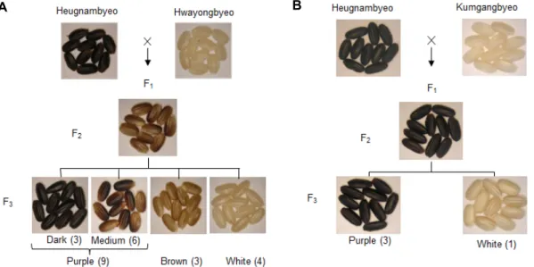 Fig.  4.  Segregation  analysis  of  pericarp  color  of  black  rice.  (A)  Purple  pericarp  rice  Oryza  sativa  L