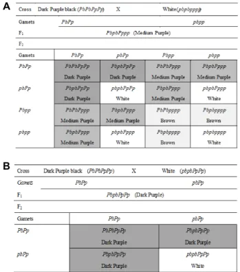 Fig. 6. Analysis  of  the  allelic  polymorphism  among  progeny  of  the  crosses  between  a  black  pericarp  rice  and  a  white  pericarp  rice