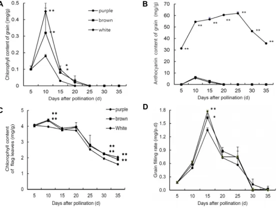 Fig.  7.  Changes  in  chlorophyll  and  anthocyanin  contents  of  seed  extracts  from  the  purple,  brown  and  white  pericarp  rice