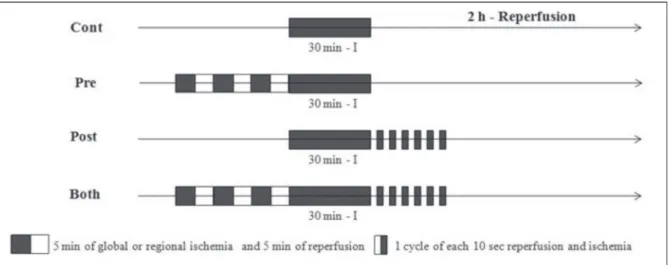 Fig. 1. Experimental protocols. Ischemic preconditioning (Pre) hearts subjected to three 5-min periods of global  ischemia and 5-min periods of reperfusion before the 30 or 45 min lethal ischemic insult