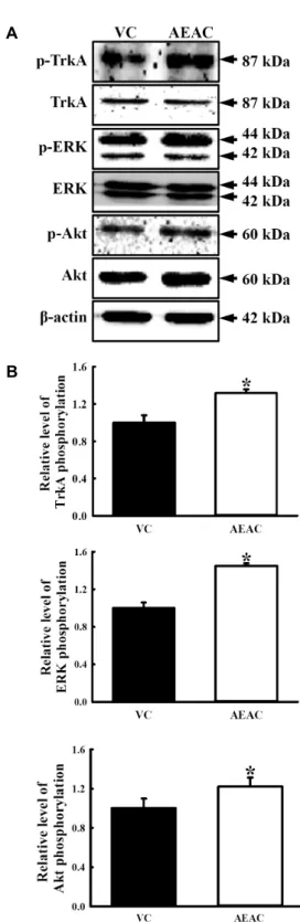 Fig.  4.  Dendritic  outgrowth  of  PC12  treated  with  AEAC-con- AEAC-con-ditioned  medium