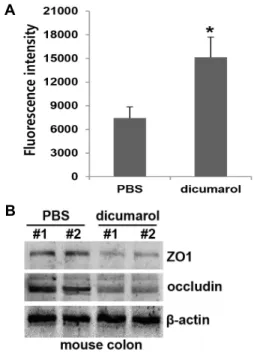 Fig.  1.  Dicumarol-mediated  inhibition  of  NQO1  causes  loss  of  mucosal  epithelial  cell  tight  junctions  in  mouse  guts