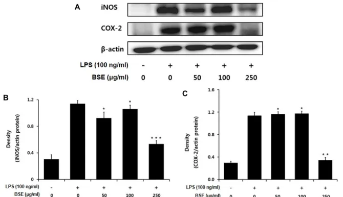 Fig.  3.  Inhibition  effects  of  BSE  on  the  expression  of  iNOS  and  COX-2  in  LPS-stimulated  RAW  264.7  cells
