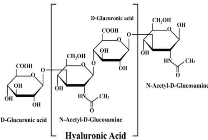 Fig.  1.  Structure  of  hyaluronic  acid