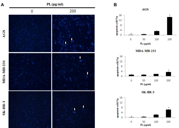 Fig.  3.  Effect  of  Punctaria  latifolia  (PL)  extract  on  the  chromatin  condensation  in  AGS,  MDA-MB-231  and  SK-BR-3  cells