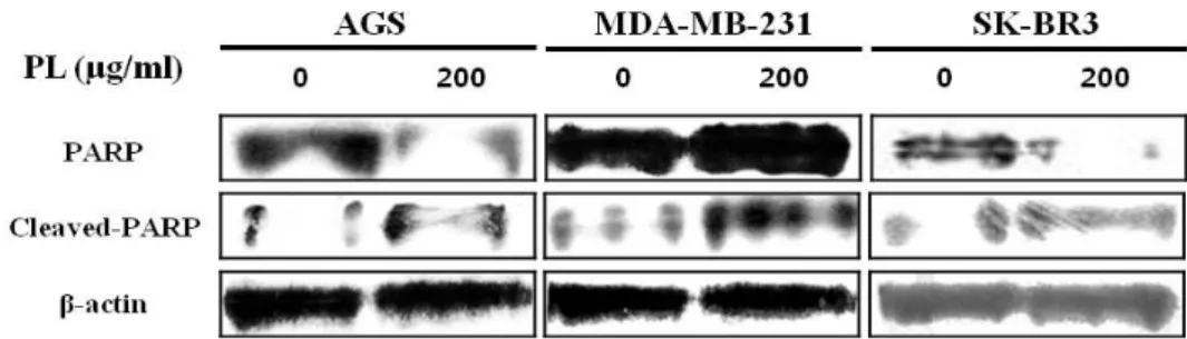 Fig.  5.  The  effect  of  Punctaria  latifolia  (PL)  extract  on  PARP  protein  AGS,  MDA-MB-231  and  SK-BR-3  cells