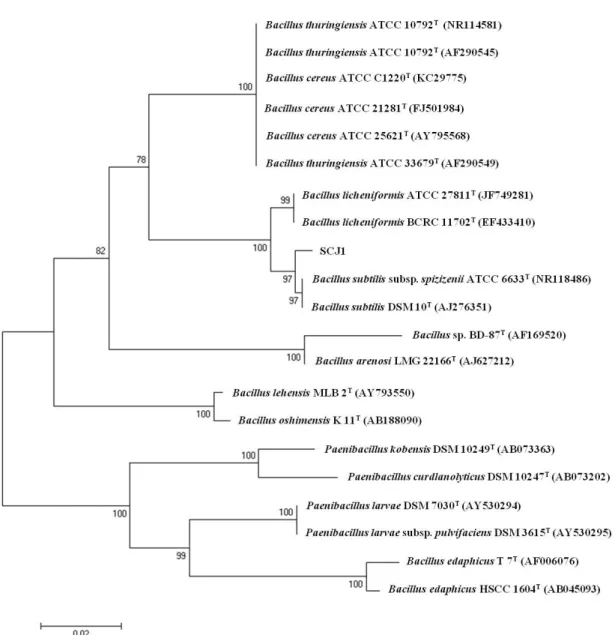 Fig.  1.  Phylogenetic  tree  based  on  nearly  complete  16S  rRNA  gene  sequence  of  strain  SCJ1