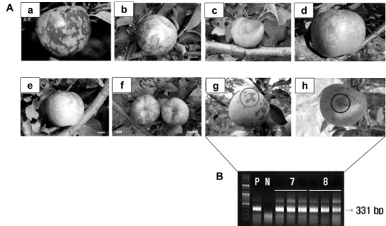 Fig.  2.  Newly  known  symptom  of  Apple  scar  skin  viroid  (ASSVd)  on  apples  [31].