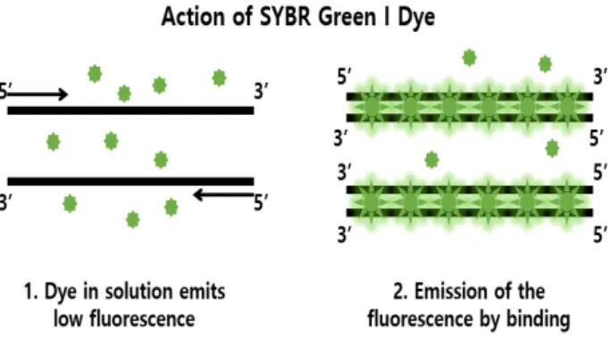 Fig.  7.  SYBR  Green  I  dye  cycles  between  an  unbound  (dena- (dena-tured)  and  a  bound  (annealing  through  extension)  state  as  the  reaction  progresses  and  signal  intensity  increases  as  the  quantity  of  amplicons  increase  [photo  b
