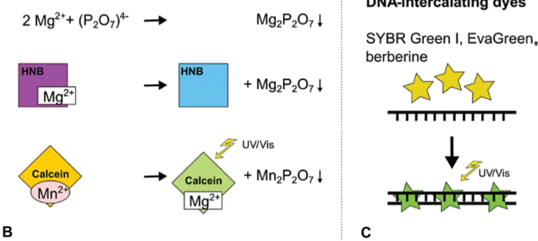 Fig.  11.  Overview  of  indirect  and  direct  detection  methods  used  for  monitoring  loop-mediated  isothermal  amplification  (LAMP)  [16]