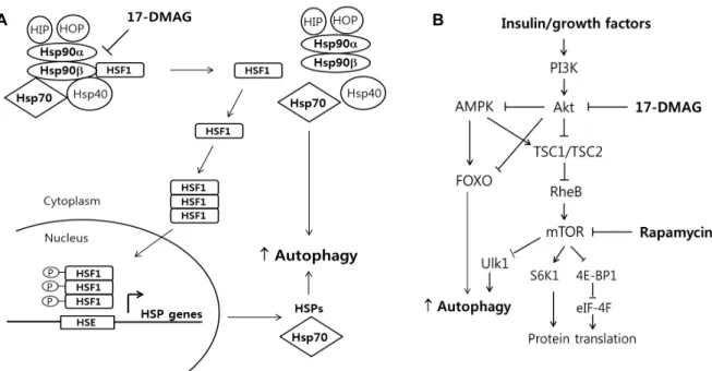 Fig.  6.  A.  Potential  model  of  17-DMAG  action  on  autophagy  via  the  heat  shock  response