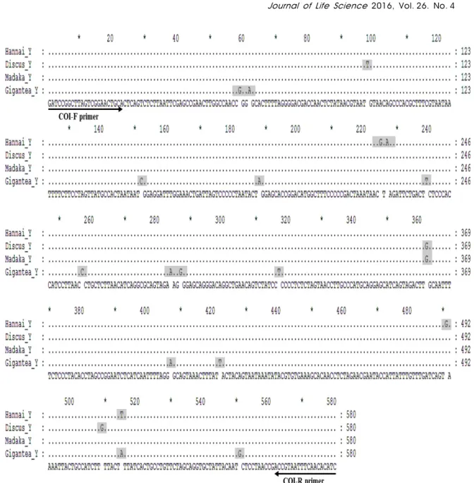 Fig.  1.  Alignment  of  partial  DNA  sequences  of  the  mitochondrial  gene,  COI  gene  of  4  species  of  Pacific  abalone