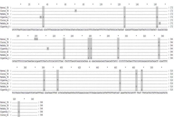 Fig.  3.  Alignment  of  partial  DNA  sequences  of  COI  gene  of  4  species  of  Pacific  abalone  (YB  named,  the  gene  sequence  was  revealed  in  the  present  study;  An  named,  the  gene  sequence  was  revealed  in  the  An’s  study)