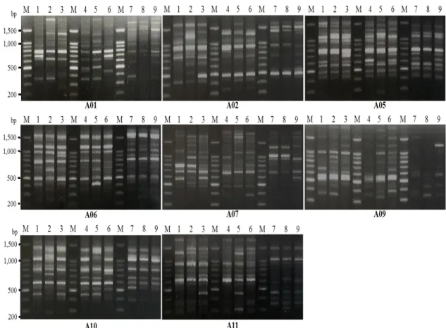 Fig.  5.  Result  of  RAPD  analysis.  PCR  performed  using  eight  random  primers  (A01,  A02,  A05,  A06,  A07,  A09,  A10,  A11)  against  three  abalone  species