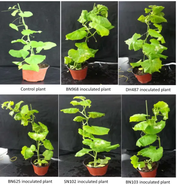 Fig.  2.  A  representation  of  disease  symptoms  infected  by    different  races  of  powdery  mildew  fungus  (Podosphaera  xanthii)  viz.,  BN968,  DH487,  BN625,  SN102,  and  BN103  in  C