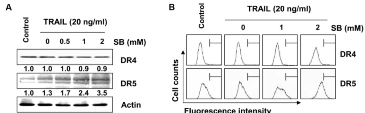 Fig.  2.  Effects  of  SB  and  TRAIL  on  the  expression  of  DRs  in  5637  cells.  The  cell  were  co-treated  with  indicated  concentrations  of  TRAIL  and  SB  for  24  hr