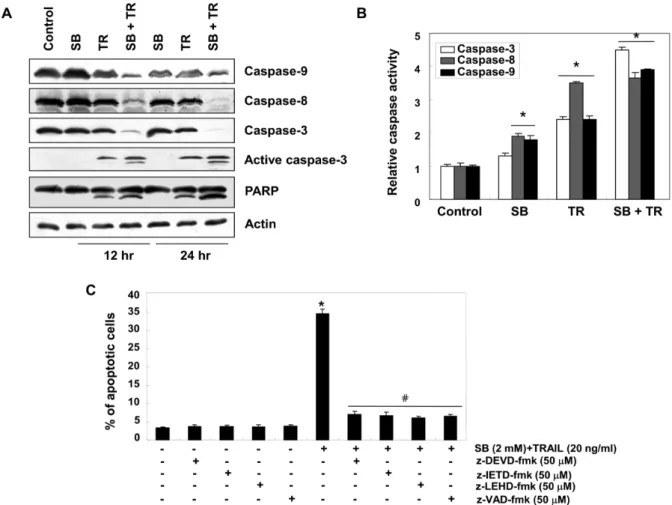 Fig.  4.  Effects  of  SB  and  TRAIL  on  the  activation  of  caspases  in  5637  cells