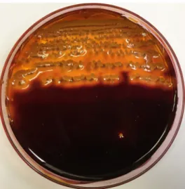 Fig.  1.  Agar  degrading  activity  of  the  isolated  bacterium  SH-4  on  a  Marine  agar  2216  medium