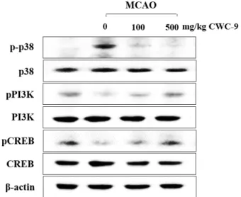 Fig.  5.  Effect  of  CWC-9  on  expression  of  intracellular  kinases  in  the  hippocampus  at  26  days  after  MCAO