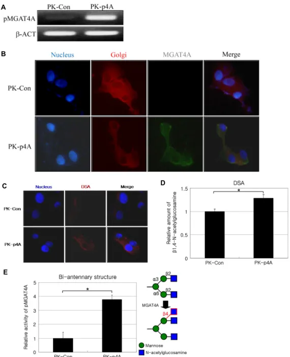 Fig.  4.  Expression  and  functional  test  of  pig  MGAT4A  gene  in  PK-15  cell  line;  (A)  RT-PCR  was  performed  using  cDNA  of  PK-Con  and  PK-p4A