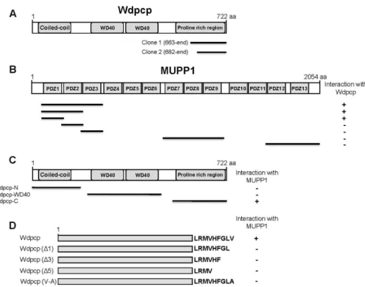 Fig.  1.  Identification  of  the  protein  interacting  with  MUPP1  by  yeast  two-hybrid  screening