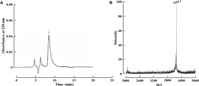 Fig.  5.  (A)  Final  purification  of  the  active  fraction.  The  peptide  was  purified  with  Capcellpak  C 18   column  (4.6x250  mm)  column  and  an  isocratic  gradient  of  28%  acetonitrile  in  0.1%  TFA  at  a  flow  rate  of  0.5  ml/min