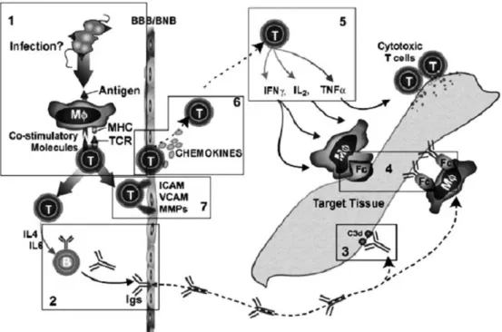 Figure 1. Main immunologic networks involved in autoimmune neurological disorders. VIg effects include (1) interference with co- co-stimulatory molecules; (2) provision of anti-idiotypic antibodies or suppression of antibody production; (3) interference wi
