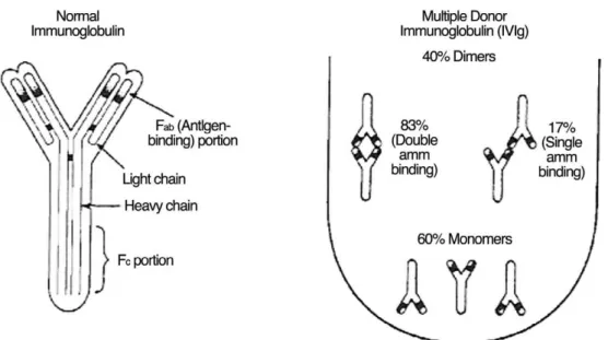 Figure 2. Schematic drawing of immunoglobulin molecule and formation of dimers in immune globulin