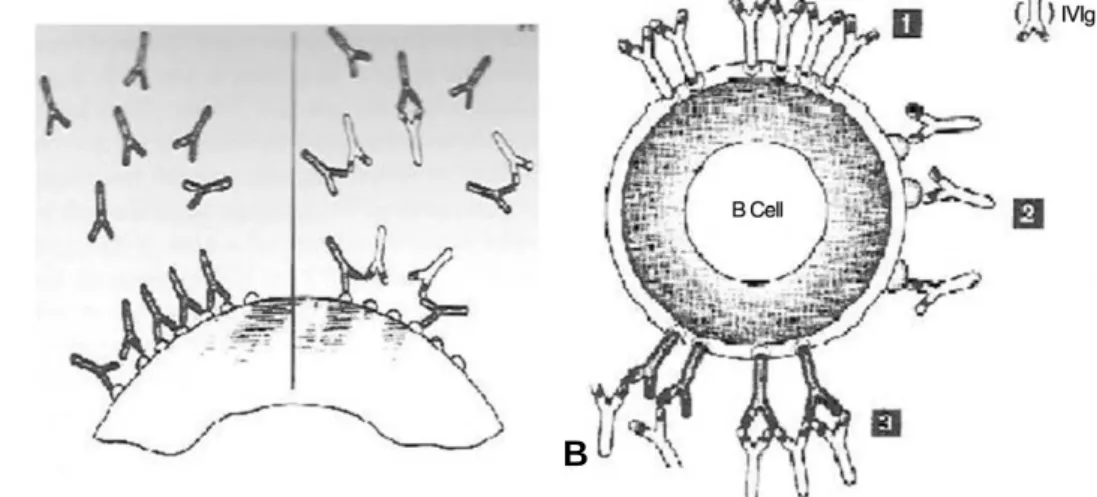 Figure 3. Effect on autoantibodies. (A) Proposed effect of immune globulin on anti-idiotypic network