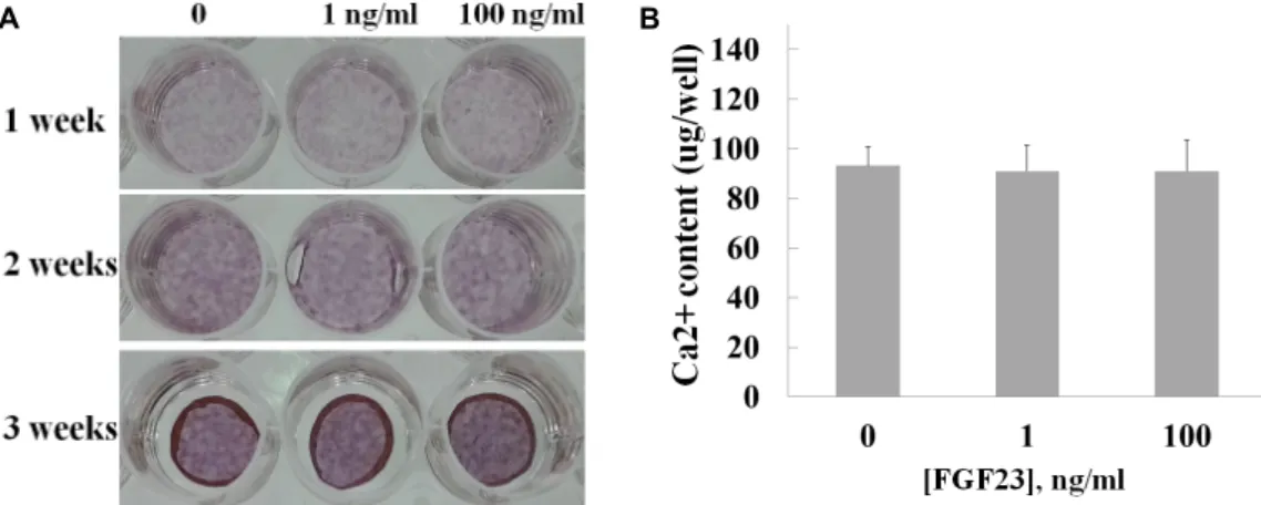 Fig.  3.  Mineralization  of  D1  cell  cultures  by  FGF23.  (A)  Mineralization  was  visualized  by  alizarin  red  staining  1,  2,  and  3  weeks  after  FGF23  treatment