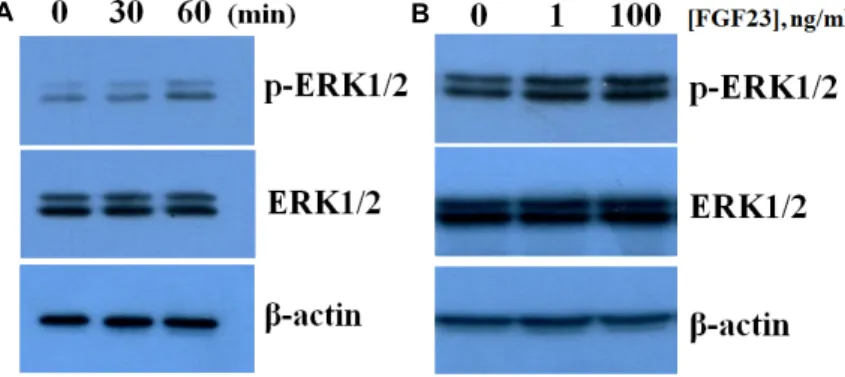 Fig.  5.  Erk  phosphorylation  by  FGF23.  D1  cells  were  serum  starved  for  24  hr  and  then   in-cubated  with  vehicle  or  FGF23  (1  ng/ml)  for  the  indicated  time  (A),  or  with  varying  concentrations  of  FGF23  for  1  hr  (B)  in   se-