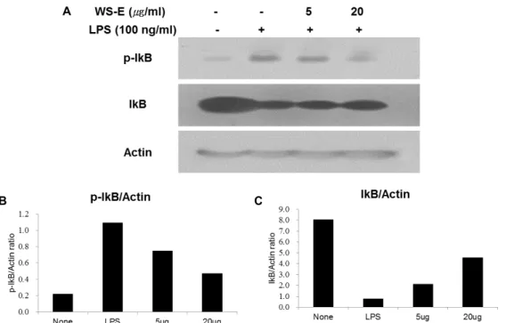 Fig.  7.  Effect  of  WS-E  on  MAPK  activation  in  LPS-stimulated  RAW  264.7  macrophages