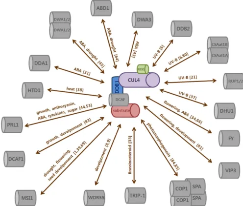 Fig.  3.  Currently  studied  DCAF  proteins  and  their  involvement  in  various  physiological  events  during  plant  life  cycle.