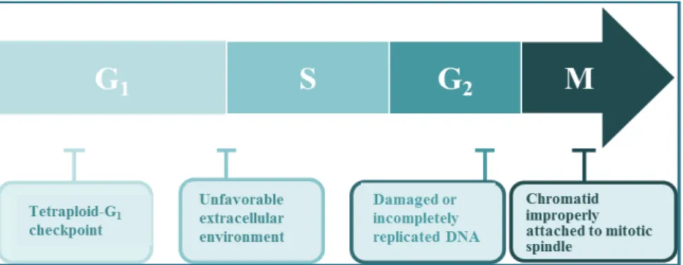 Fig.  1.  Mammalian  cell  cycle  progression  and  checkpoints.