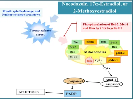 Fig.  2.  The  apoptogenic  activity  of  NOC,  17α-E 2 ,  or  2-MeO-E 2   was  attributable  to  mitotic  spindle  damage,  prometaphase  arrest,  Cdk1  activation,  phosphorylation  of  Bcl-2,  Mcl-1,  and  Bim,  and  activation  of  Bak  and  mitochondr