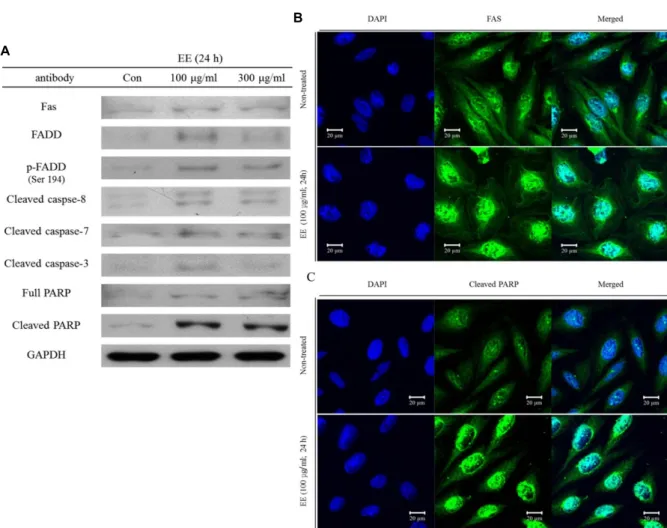 Fig.  3.  The  extracts  from  E.  cottonii  induced  FADD  mediated  apoptosis  pathway