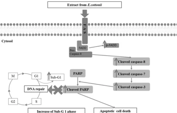 Fig.  5.  Schematic  diagram  of  FADD  mediated  apoptosis  pathway  induced  by  the  extracts  from  E
