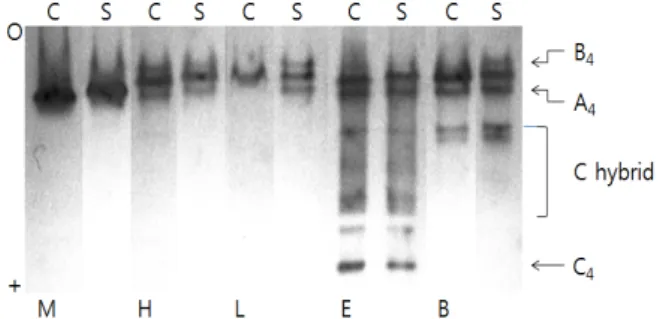 Fig.  2.  Native-polyacrylamide  gel  electrophoresis  zymograms  of  LDH  isozymes  in  tissues  from    C