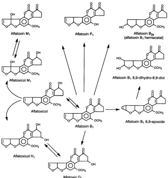 Fig.  1.  Major  metabolites  of  aflatoxin  B 1 .  (IARC,  2002). [6],  한국은 국제기준과의 조화를 위해 가공직전의 원유 및 우 유류에 0.5  μg/kg으로 설정하여 운용하고 있다[15]