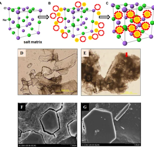 Fig.  1.  Schematic  diagram  of  the  nano-micelling  procedure  to  produce  NMC  (A)  1 st   step  :  crystal  structure  (salt  matrix)  of  the  natural  sun  dried  sea  salt