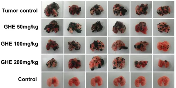 Fig.  1.  Effect  of  GHE  on  B16F10  lung  metastasis.  Mice  injected  with  B16F10  cells  were  orally  administrated  either  with  GHE  at  different  concentration  and  olive  oil