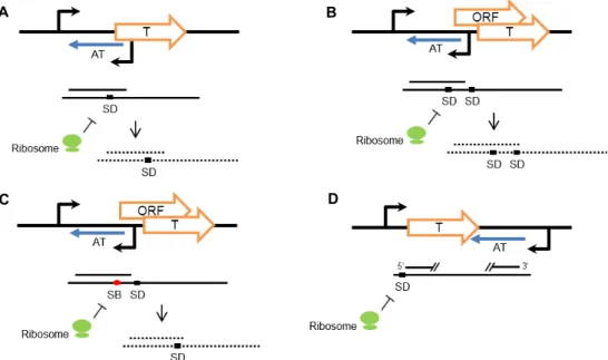 Fig.  1.  Regulation  mechanism  of  Type  I  TA  modules.  T,  toxin.  AT,  antitoxin