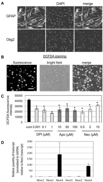 Fig.  1.  ROS  generation  and  expression  of  Nox  isoforms  in  SVZ  NSC  cultures  in  proliferating  condition
