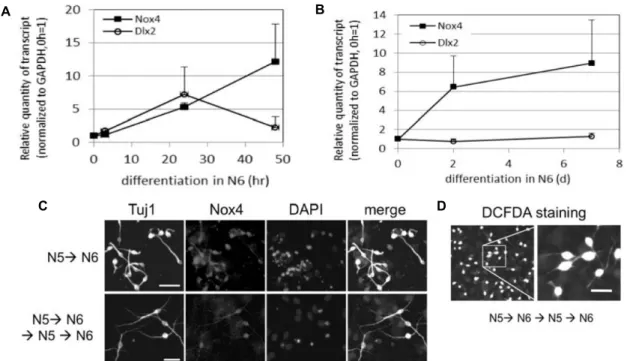 Fig.  2.  Increased  expression  of  Nox4  during  neuronal  differentiation.  A.  Short-term  differentiation