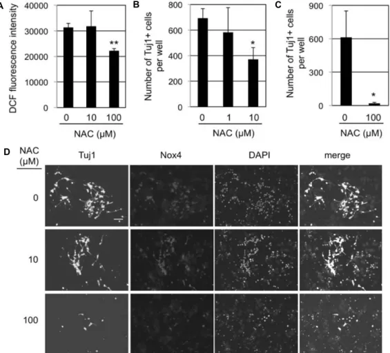 Fig.  3.  Effect  of  reducing  agent  NAC  on  neuronal  differentiation  of  SVZ  NSCs