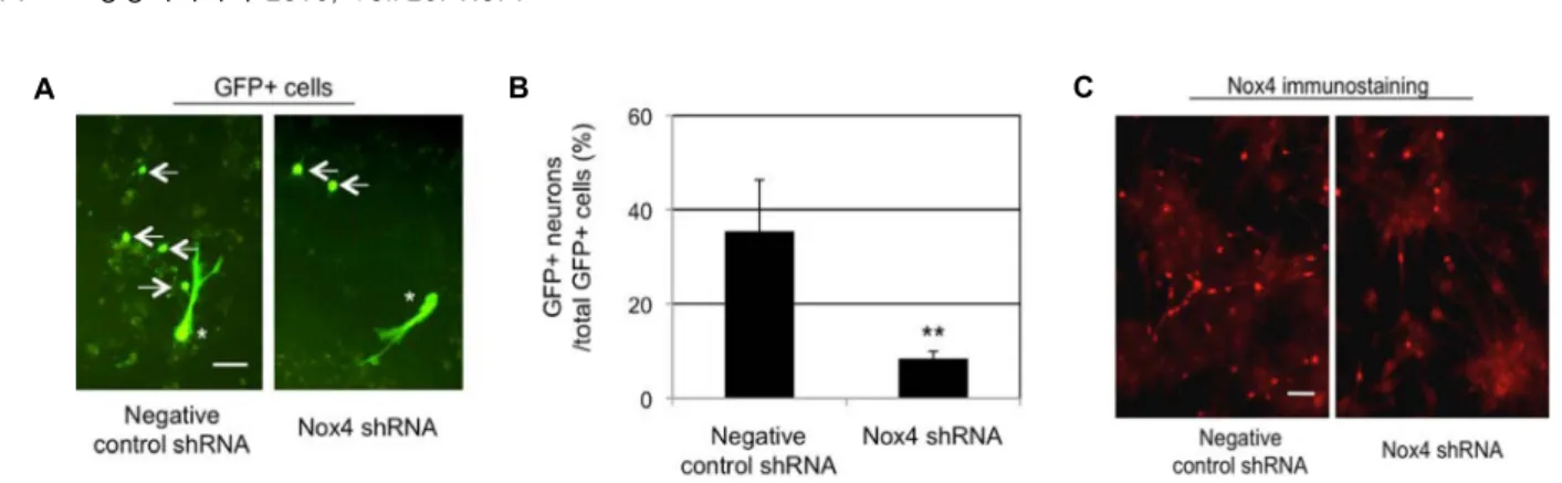 Fig.  4.  Reduced  neurogenesis  by  Nox4  shRNA.  A.  NSCs  were  transduced  with  LV-negative  control  shRNA-GFP  or  LV-  Nox4shRNA-GFP
