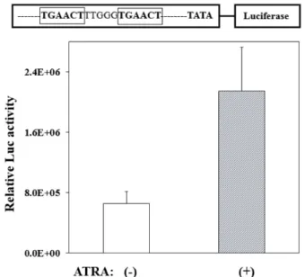 Fig.  3.  Effect  of  ATRA  on  the  transcriptional  activity  of  bovine  CYP26A1.  Mouse  transformed  Clara  cells  (mtCC)  were  used  for  transient  transfection  assays  for  the  expression  of  the  bovine  CYP26A1